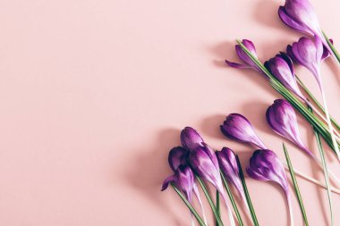 Pembe arka planda bahar çiçekleri ile yapılmış yaratıcı bir düzen. Düz yatıyordu. Bahar minimum konsepti.