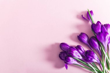 Pembe arka planda bahar çiçekleri ile yapılmış yaratıcı bir düzen. Düz yatıyordu. Bahar minimum konsepti.