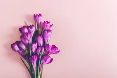 Pembe arka planda bahar çiçekleri ile yapılmış yaratıcı bir düzen. Düz yatıyordu. Bahar minimum konsepti.