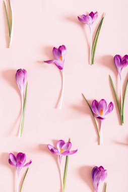 Pembe arka planda bahar çiçekleri ile yapılmış yaratıcı bir düzen. Düz yatıyordu. Bahar minimum konsepti.