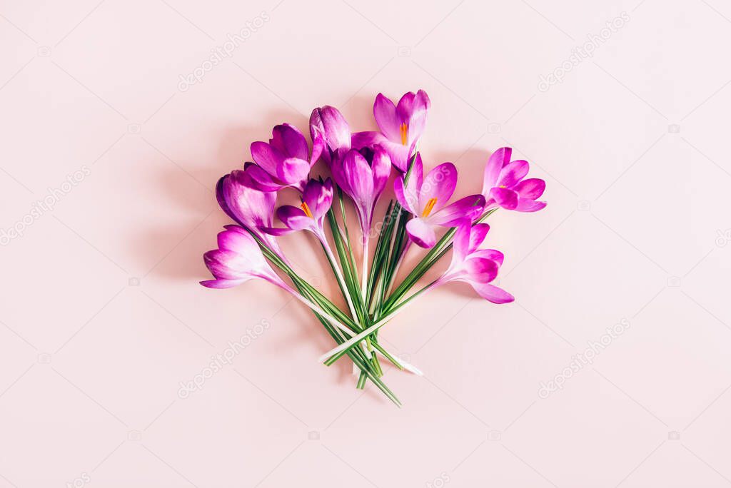 Creative layout made with spring crocus flowers on pink background. Flat lay. Spring minimal concept.