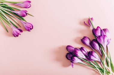 Crocus çiçeklerinin yerleşimi