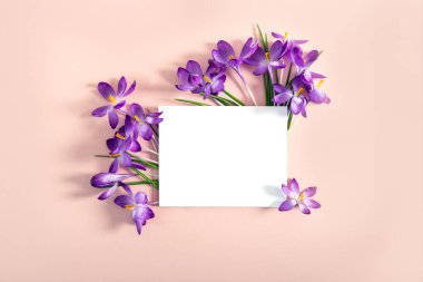 Crocus çiçeklerinin yerleşimi