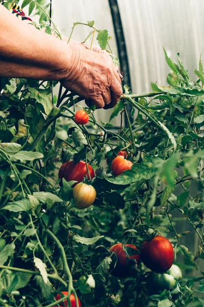 Sebze bahçesinde yetişen kiraz domatesleri.
