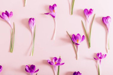 Crocus çiçeklerinin yerleşimi