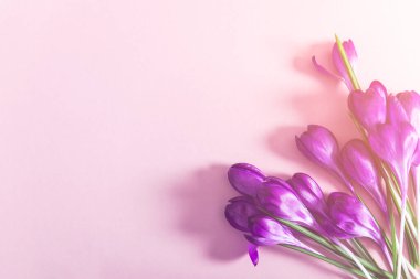 Crocus çiçeklerinin yerleşimi