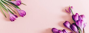 Crocus çiçeklerinin yerleşimi