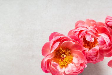 Hafif arka planda inanılmaz pembe şakayıklar