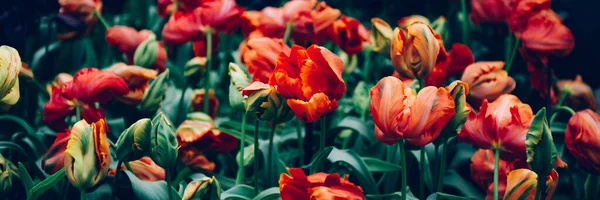 Flowerbeds of blossoming tulips — Stock Photo, Image