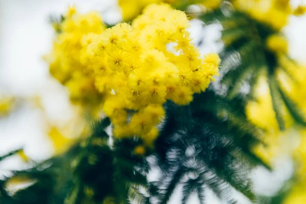Mimosa is Blooming during Springtime — Stock Photo, Image