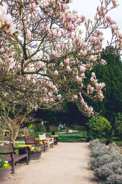 Baharda Magnolia Ağacı