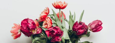 Şakayık ve Papağan Tarzı Laleler