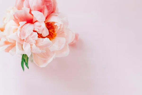 Bando fresco de peônias e rosas cor de rosa — Fotografia de Stock