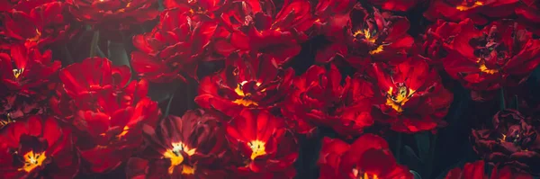 Nahaufnahme Von Blühenden Blumenbeeten Mit Erstaunlichen Papageien Roten Tulpen Frühling — Stockfoto
