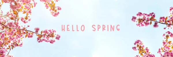 Hello Spring Words Beautiful Pink Sakura Flowers Cherry Blossom Springtime — Stock Photo, Image