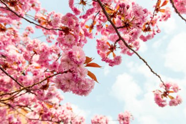 Sakura çiçekleri, kiraz çiçekleri