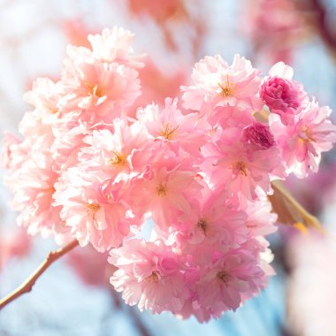 Sakura çiçekleri, kiraz çiçekleri