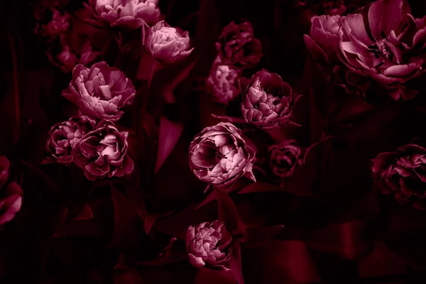 Клумби квітучих тюльпанів — стокове фото