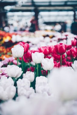 Çiçek açan laleler.