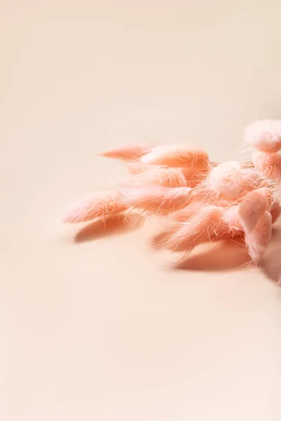 Κουνέλι ουρά γρασίδι αποξηραμένα λουλούδια μπουκέτο — Φωτογραφία Αρχείου