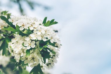 Beyaz çiçeklerle çiçek açan ağaç.