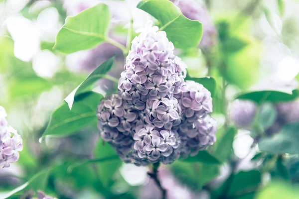 Blooming lilac tree — Stock Photo, Image