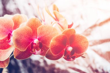 Turuncu Phalaenopsis Orkide Bitkisi
