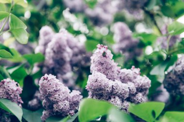 Çiçekli leylak ağacı