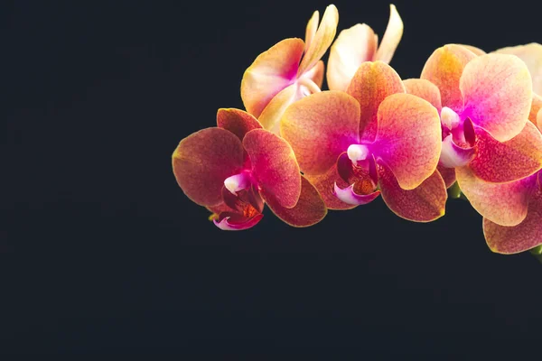 Turuncu Phalaenopsis Orkide Bitkisi — Stok fotoğraf