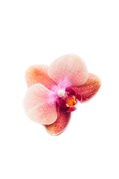 Orange Phalaenopsis Orchid Plant — Stock Photo, Image