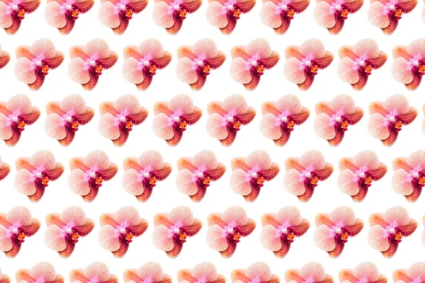 Muster aus Orchideenpflanze — Stockfoto