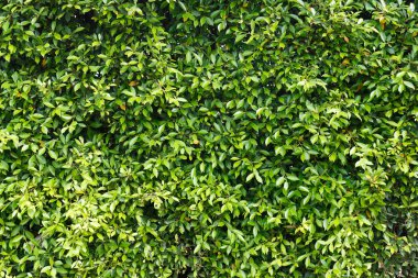 yeşil yapraklar arkaplan