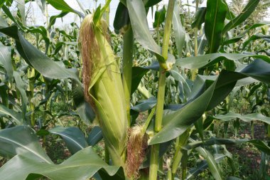 Mısır alan arka plan