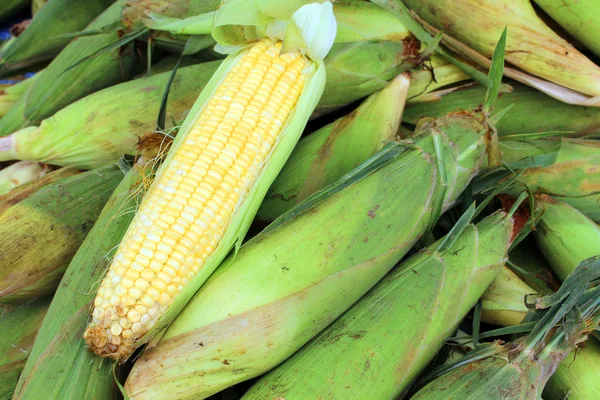 Grupo cáscaras de maíz fondo —  Fotos de Stock
