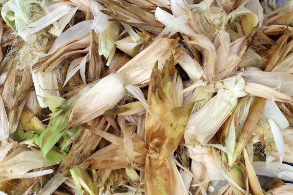 Cáscaras de maíz fondo —  Fotos de Stock