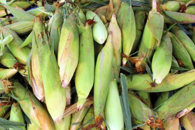 Grup mısır kabuğu arka plan