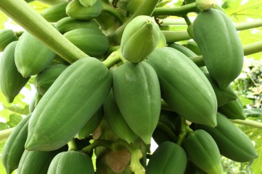 Papaya meyve ağacı üzerinde