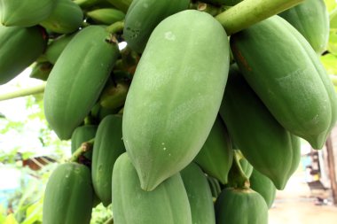Papaya meyve ağacı üzerinde