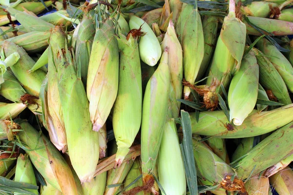 Grupo cáscaras de maíz fondo —  Fotos de Stock