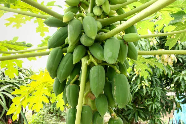 Papaya drzewo owocowe — Zdjęcie stockowe