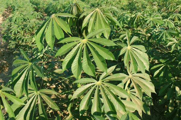 Liści manioku w plantacji — Zdjęcie stockowe