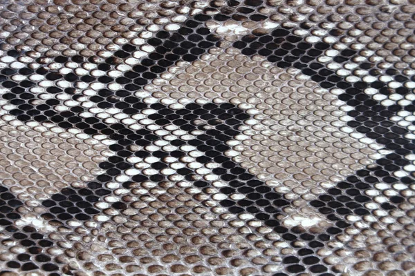 Textura couro pele de cobra — Fotografia de Stock