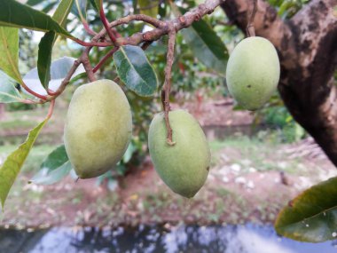 Elaeocarpus meyve kapatın