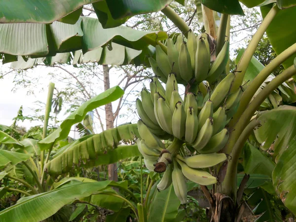 Cerrar Los Plátanos Árbol — Foto de Stock