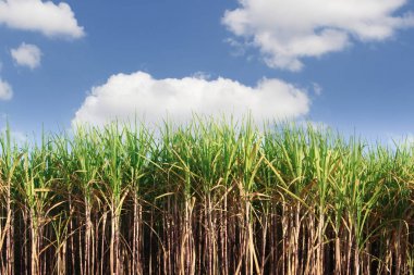 Mavi gökyüzü üzerinde şeker kamışı alanı hazırlamak