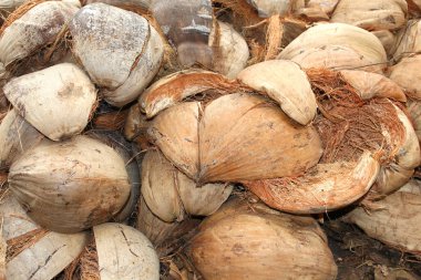 Hindistan cevizi kabuğu kadar kapatın