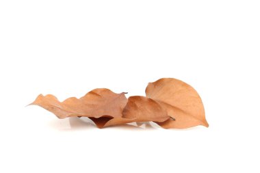 İzole beyaz kuru yapraklar