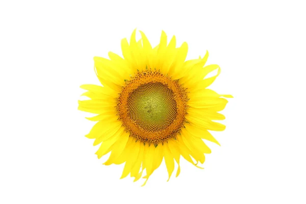 Girasol Sobre Blanco Aislado — Foto de Stock