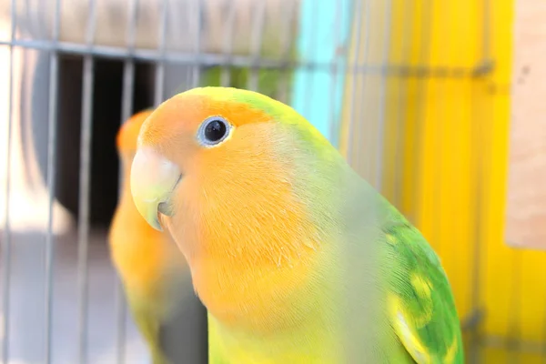 Lovebird Cage — Stock Photo, Image