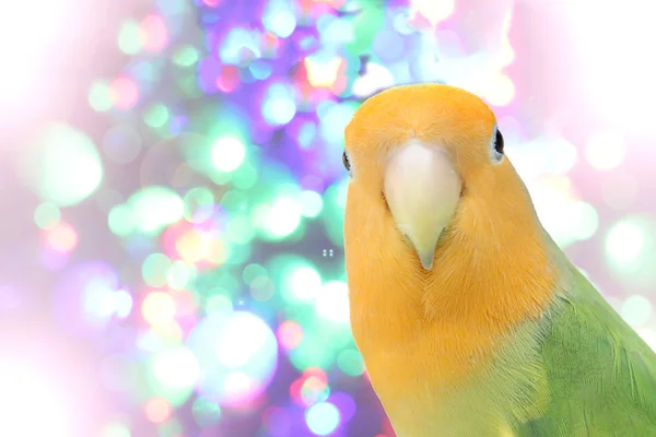 Lovebird Blurred Fairy Lights Background — Stock Photo, Image